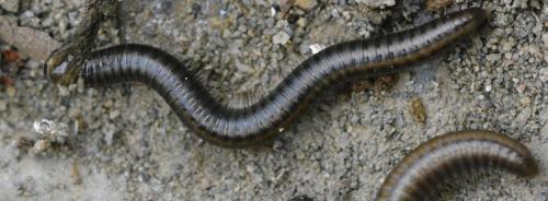 Réf. 282 675 : Ommatoiulus sp.